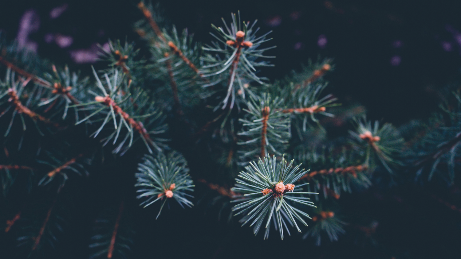 The 2024 Winter Collection