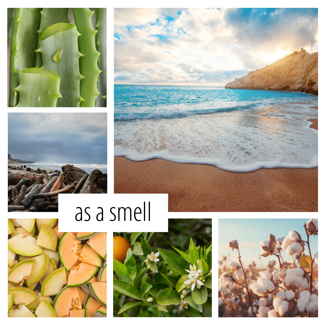 No. 39 — a fresh scent inspired by summers on the cove