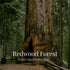 A huge redwood trunk towering in a green forest beside a weathered wooden fence, with the Redwood Forest label overlaid in white